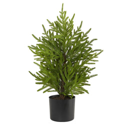Potted evergreen houseplant with feathery green foliage in a black pot on white background — decorative indoor plant for home or office