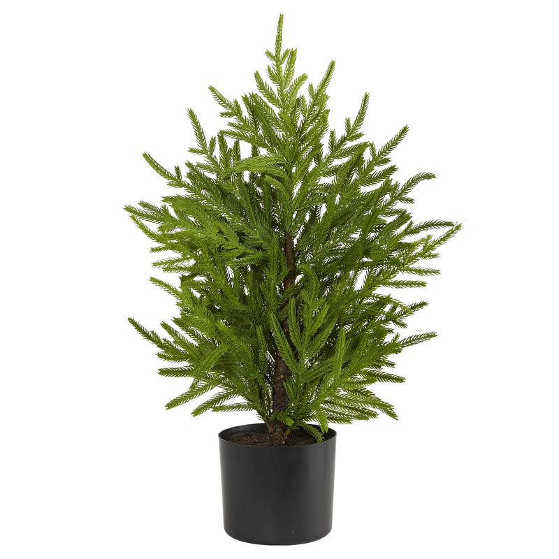Potted evergreen houseplant with feathery green foliage in a black pot on white background — decorative indoor plant for home or office