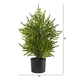 24-inch potted indoor evergreen plant in black plastic pot, 14-inch width, lush green branches for tabletop home decor and office accent