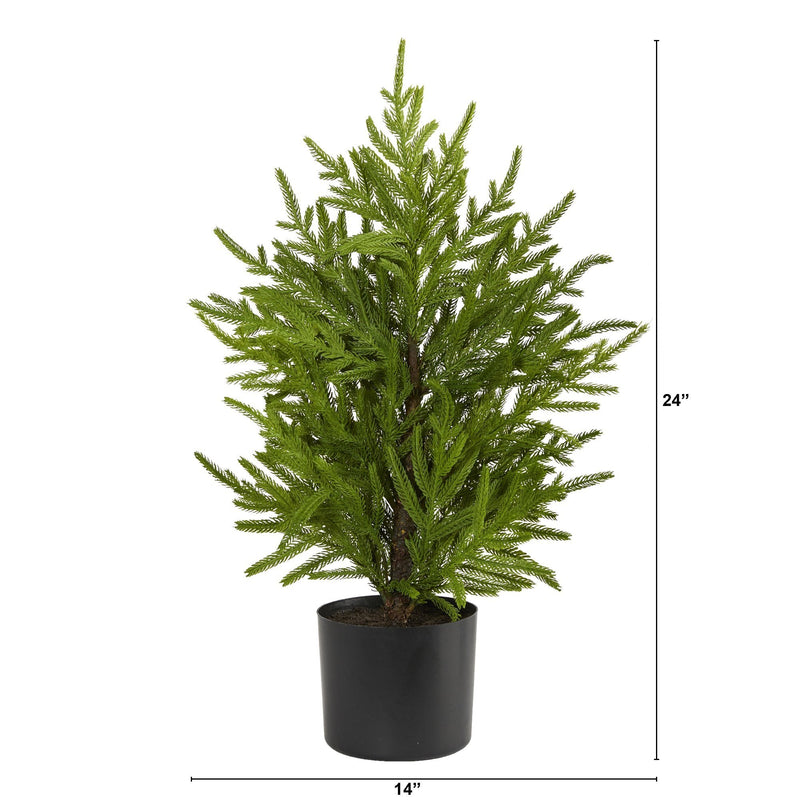 24-inch potted indoor evergreen plant in black plastic pot, 14-inch width, lush green branches for tabletop home decor and office accent