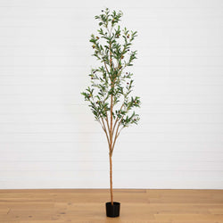 Potted olive tree with slender trunk, green leaves and olives against white shiplap wall on wood floor — indoor decor