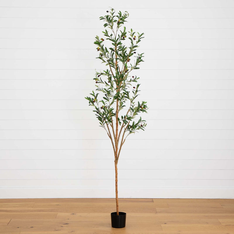 Potted olive tree with slender trunk, green leaves and olives against white shiplap wall on wood floor — indoor decor