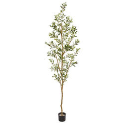Potted olive tree sapling in black nursery pot with slender trunk, narrow green leaves and small olives — indoor/outdoor decorative plant