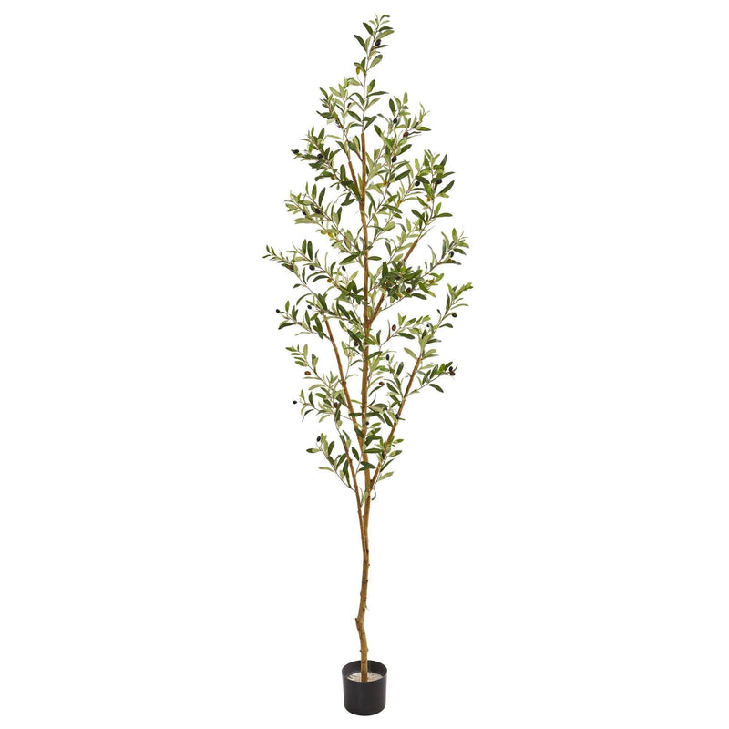 Potted olive tree sapling in black nursery pot with slender trunk, narrow green leaves and small olives — indoor/outdoor decorative plant