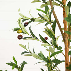 Close-up of an olive branch with green and dark olives and slender green leaves on a white background — Mediterranean olive tree decor