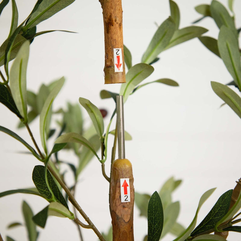 Olive tree grafting close-up showing two scion and rootstock stems with numbered arrow labels and a metal alignment tool among green leaves