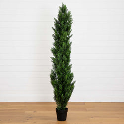 Tall potted Italian cypress (columnar evergreen) in a black planter against a white shiplap wall on a wooden floor — modern indoor decor