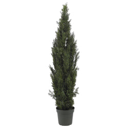 Tall potted columnar cypress tree in black nursery pot — narrow evergreen for landscaping, hedges, patio privacy and Mediterranean gardens