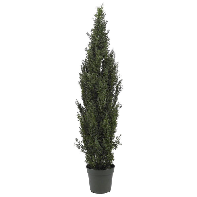 Tall potted columnar cypress tree in black nursery pot — narrow evergreen for landscaping, hedges, patio privacy and Mediterranean gardens