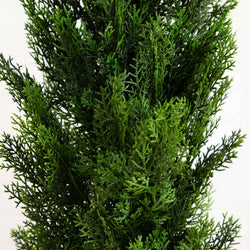 Close-up of dense green evergreen foliage (cypress/arborvitae), textured branches for garden landscaping and outdoor greenery