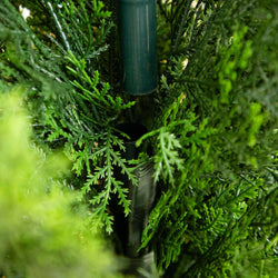 Close-up of dense green evergreen shrub foliage surrounding a dark green garden stake and plastic plant support